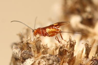  Braconidae Nees, 1811