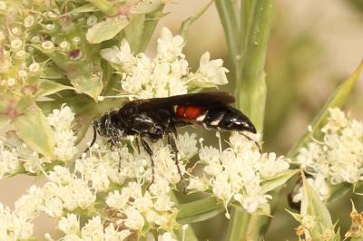  Pompilidae Latreille, 1805
