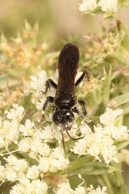  Pompilidae Latreille, 1805