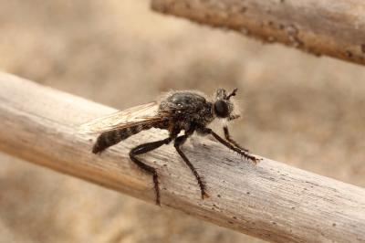  Asilidae Latreille, 1802