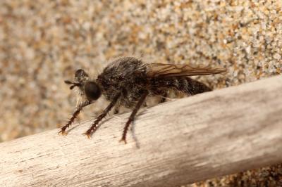  Asilidae Latreille, 1802