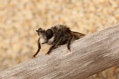  Asilidae Latreille, 1802