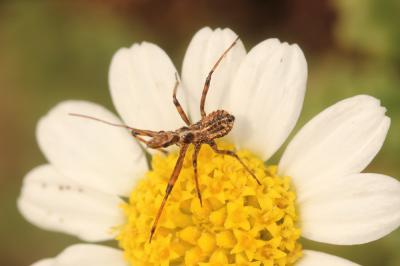  Rhynocoris 