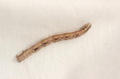 Mélanthie pie (La) Melanthia procellata (Denis & Schiffermüller, 1775)