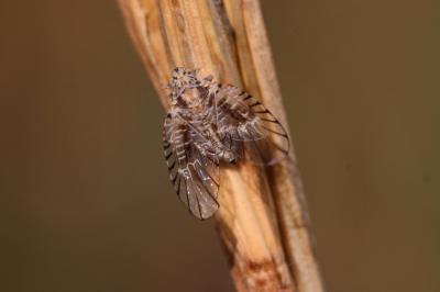  Trypetimorpha 