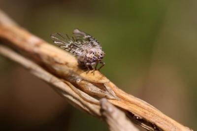  Trypetimorpha 