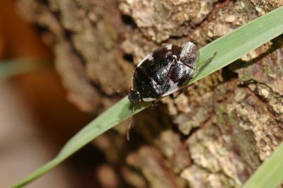  Tritomegas sexmaculatus (Rambur, 1839)