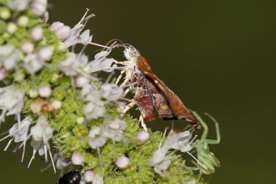  Choreutis nemorana (Hübner, 1799)
