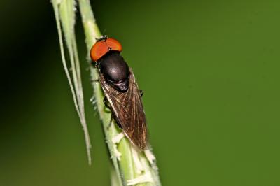  Chrysogaster Meigen, 1803