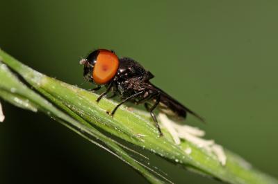 Chrysogaster Meigen, 1803