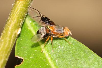  Anomoia purmunda (Harris, 1780)