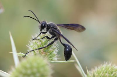  Isodontia mexicana (Saussure, 1867)