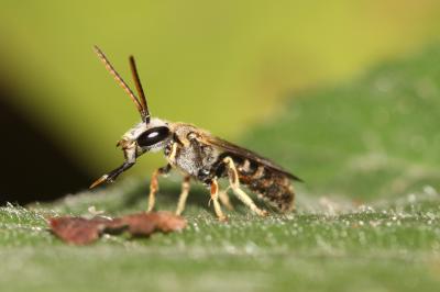  Lasioglossum Curtis, 1833