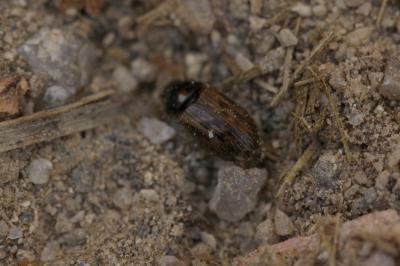  Acrossus luridus (Fabricius, 1775)