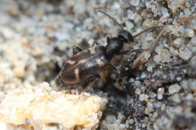  Stricticomus transversalis transversalis (A. Villa & J.B. Villa, 1833)