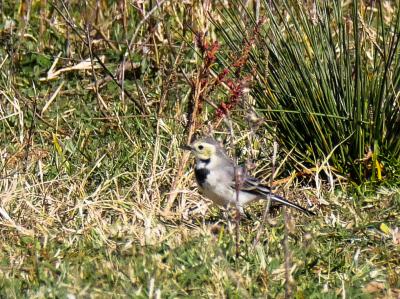 Bergeronnette grise Motacilla alba Linnaeus, 1758