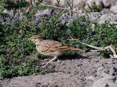 Cochevis huppé Galerida cristata (Linnaeus, 1758)