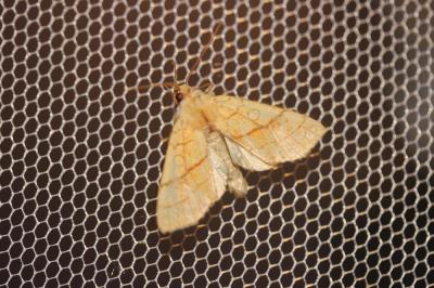 Xanthie citronnée (La) Tiliacea citrago (Linnaeus, 1758)