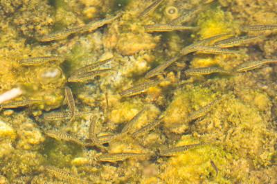 Vairon Phoxinus phoxinus (Linnaeus, 1758)
