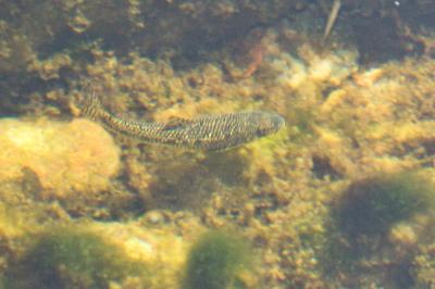 Goujon Gobio gobio (Linnaeus, 1758)