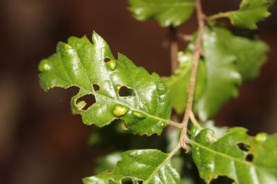  Aceria ilicis (Canestrini, 1890)