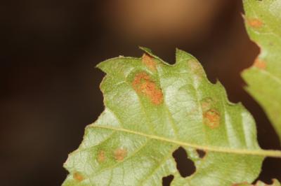  Aceria ilicis (Canestrini, 1890)
