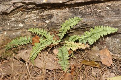Doradille du Forez Asplenium foreziense D.Legrand, 1885