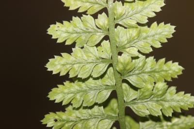 Doradille du Forez Asplenium foreziense D.Legrand, 1885