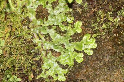  Conocephalum conicum (L.) Dumort.