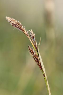 Laîche frangée, Laîche fimbriée Carex fimbriata Schkuhr, 1806