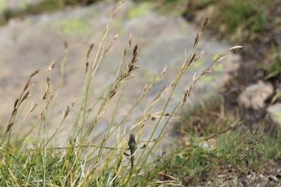 Laîche frangée, Laîche fimbriée Carex fimbriata Schkuhr, 1806