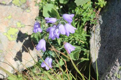 Campanule de Scheuchzer Campanula scheuchzeri Vill., 1779