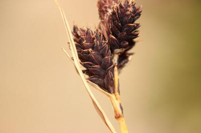 Laîche à petites fleurs Carex parviflora Host, 1801
