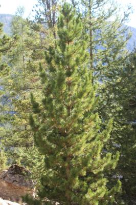 Arole, Pin cembro, Pin des Alpes Pinus cembra L., 1753