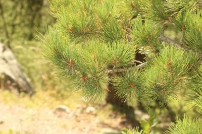 Arole, Pin cembro, Pin des Alpes Pinus cembra L., 1753