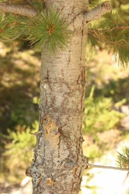 Arole, Pin cembro, Pin des Alpes Pinus cembra L., 1753