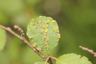  Eriophyes laevis (Nalepa, 1889)