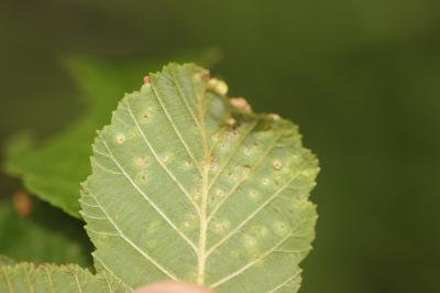  Eriophyes laevis (Nalepa, 1889)