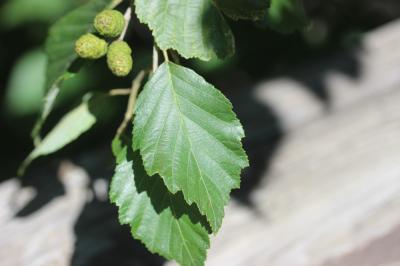 Aulne blanchâtre, Aulne de montagne Alnus incana (L.) Moench, 1794