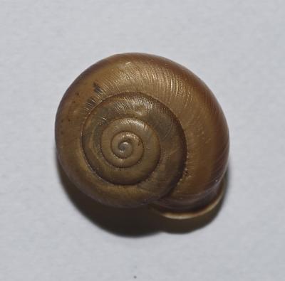 Hélicon méridional Corneola squammatina (Moquin-Tandon, 1855)