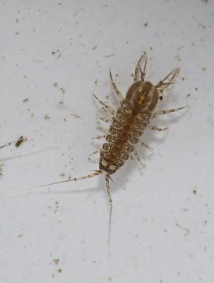 Aselle aquatique (L'), Aselle d'eau douce (L'), As Asellus (Asellus) aquaticus (Linnaeus, 1758)