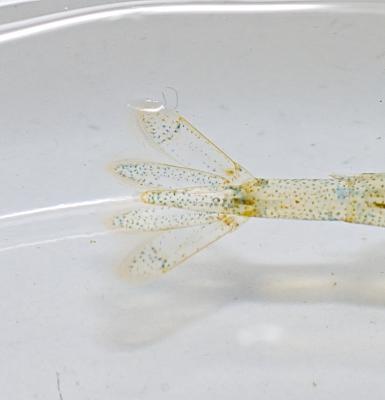 Caridine, Crevette d'eau douce Atyaephyra desmarestii (Millet, 1831)