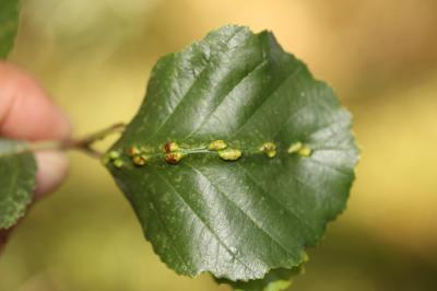  Eriophyes inangulis Nalepa, 1919