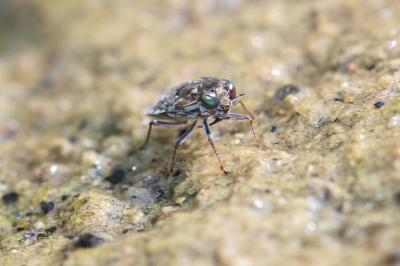 Ochterus marginé Ochterus marginatus (Latreille, 1804)