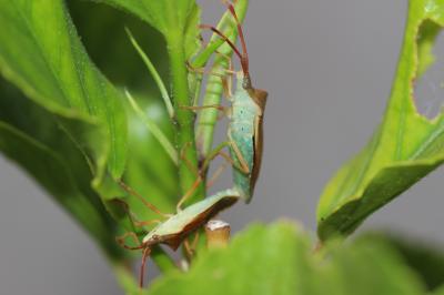 Gonocère du buis Gonocerus acuteangulatus (Goeze, 1778)