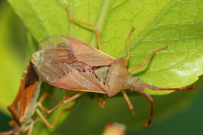 Gonocère du buis Gonocerus acuteangulatus (Goeze, 1778)