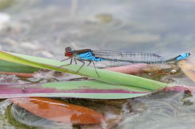 Naïade au corps vert (La) Erythromma viridulum (Charpentier, 1840)
