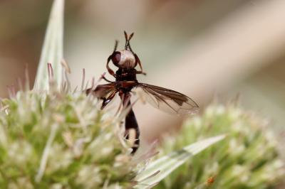  Physocephala pusilla (Meigen, 1824)