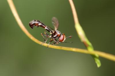 Physocephala pusilla (Meigen, 1824)