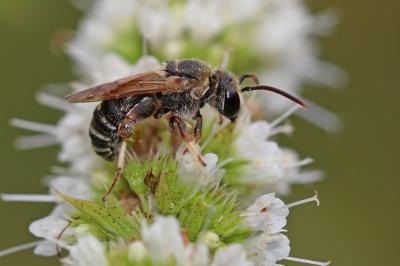  Nomiapis diversipes (Latreille, 1806)
